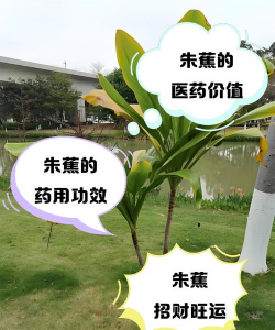 西红柿栽培技术视频，掌握关键步骤，轻松种出好番茄