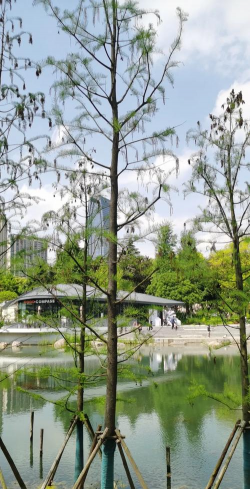 西红柿栽培技术视频，掌握关键步骤，轻松种出好番茄