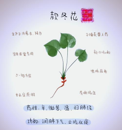 网上买了花应该怎么养，新手常见问题，实用养护指南