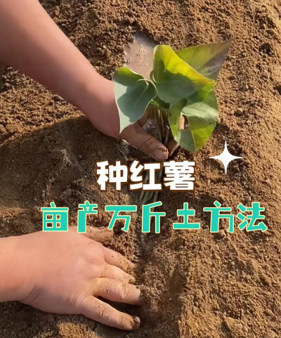 网上买了花应该怎么养，新手常见问题，实用养护指南