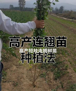 网上买了花应该怎么养，新手常见问题，实用养护指南