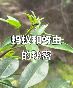 网上买了花应该怎么养，新手常见问题，实用养护指南