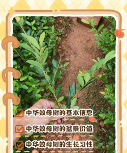 网上买了花应该怎么养，新手常见问题，实用养护指南
