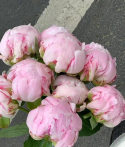 网上买了花应该怎么养，新手常见问题，实用养护指南