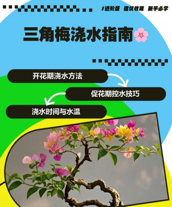 人参果树栽培，掌握关键步骤，轻松收获果实