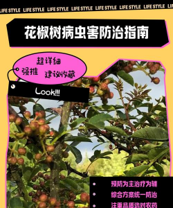 人参果树栽培，掌握关键步骤，轻松收获果实