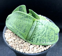 人参果树栽培，掌握关键步骤，轻松收获果实