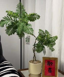 人参果树栽培，掌握关键步骤，轻松收获果实