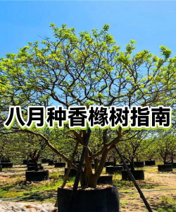 香橼树的防治,常见问题解析,实用方法分享 香橼树的防治,常见问题解析,实用方法分享