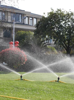 人参果树栽培，掌握关键步骤，轻松收获果实