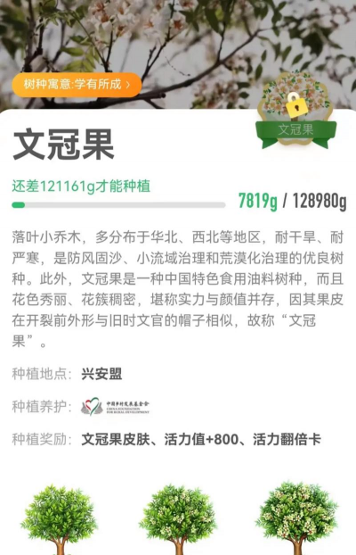 人参果树栽培，掌握关键步骤，轻松收获果实