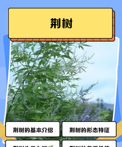 人参果树栽培，掌握关键步骤，轻松收获果实