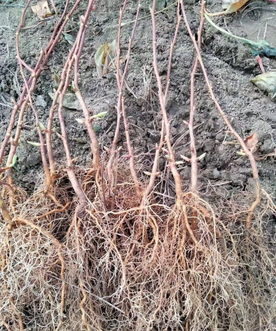 五味子栽培技术,选对品种,掌握关键步骤 五味子栽培技术,选对品种,掌握关键步骤