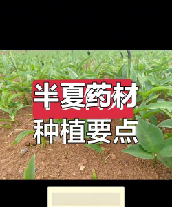 半夏栽培技术,掌握关键要点,轻松实现高产 半夏栽培技术,掌握关键要点,轻松实现高产