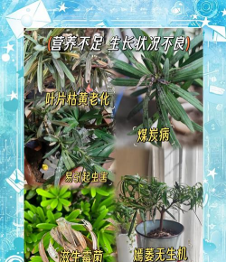 人参果树栽培，掌握关键步骤，轻松收获果实