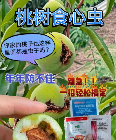 单瓣手球花怎么养，新手入门指南，轻松掌握养护技巧