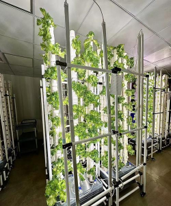 单瓣手球花怎么养，新手入门指南，轻松掌握养护技巧