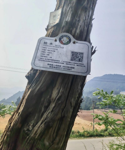 古树防治项目，保护生态遗产，延续城市记忆