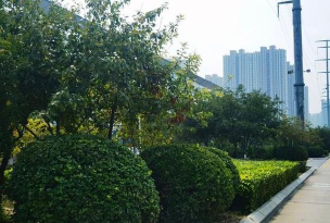 淄博绿化设计公司，专业团队打造，提升城市绿化品质