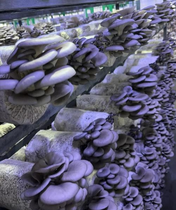 凤尾菇栽培，掌握关键步骤，轻松收获美味