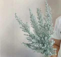 地肤花怎么养，轻松上手技巧，新手也能养好