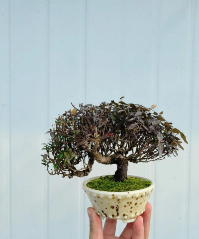 缩缅葛盆景如何变红