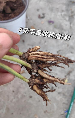 临泉树虫防治，识别常见虫害，掌握有效方法