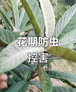 临泉树虫防治，识别常见虫害，掌握有效方法