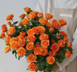 临泉树虫防治，识别常见虫害，掌握有效方法