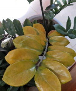 临泉树虫防治，识别常见虫害，掌握有效方法