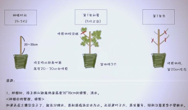 临泉树虫防治，识别常见虫害，掌握有效方法