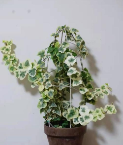 雪莹花怎么养,新手入门指南,轻松掌握养护技巧 雪莹花怎么养,新手入门指南,轻松掌握养护技巧