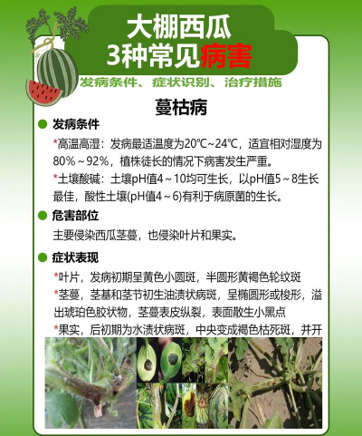 西瓜树病害防治,常见问题解析,实用应对方法 西瓜树病害防治,常见问题解析,实用应对方法