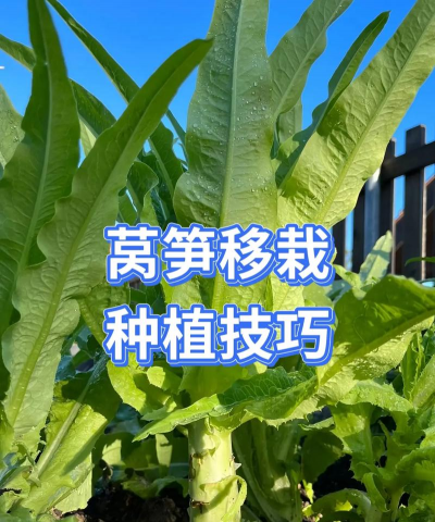莴苣栽培技术,掌握关键步骤,轻松收获鲜嫩蔬菜 莴苣栽培技术,掌握关键步骤,轻松收获鲜嫩蔬菜