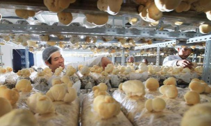 猴头菇栽培技术,掌握关键步骤,轻松实现高产 猴头菇栽培技术,掌握关键步骤,轻松实现高产