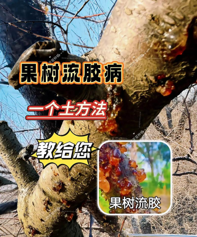 海棠树害虫防治，常见虫害识别，有效治理方法