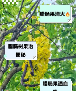 海棠树害虫防治，常见虫害识别，有效治理方法
