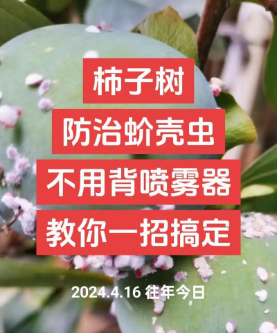 海棠树害虫防治，常见虫害识别，有效治理方法