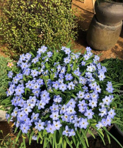 海棠树害虫防治，常见虫害识别，有效治理方法