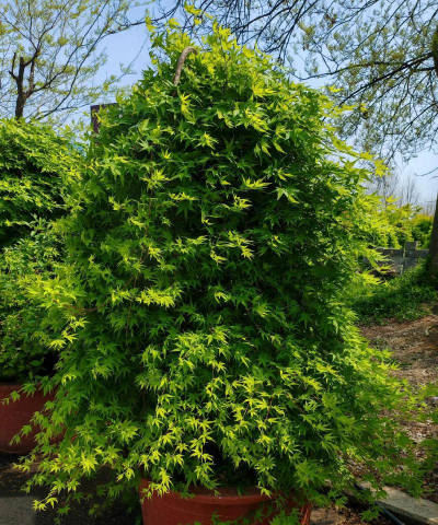 海棠树害虫防治，常见虫害识别，有效治理方法