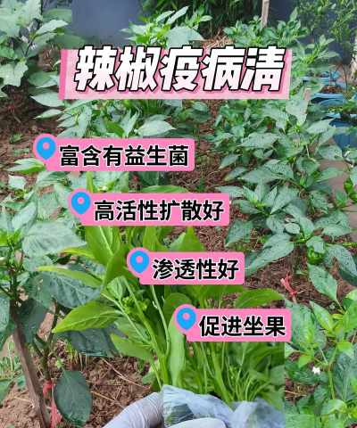 海棠树害虫防治，常见虫害识别，有效治理方法