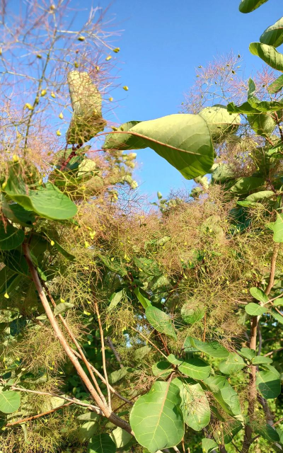 海棠树害虫防治，常见虫害识别，有效治理方法