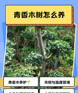 栀子花怎么养北方，解决常见问题，提供实用方法