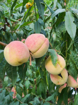 栀子花怎么养北方，解决常见问题，提供实用方法