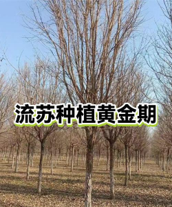 栀子花怎么养北方，解决常见问题，提供实用方法