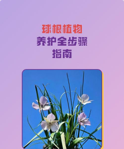 吉根花怎么养,新手入门指南,轻松掌握养护技巧 吉根花怎么养,新手入门指南,轻松掌握养护技巧