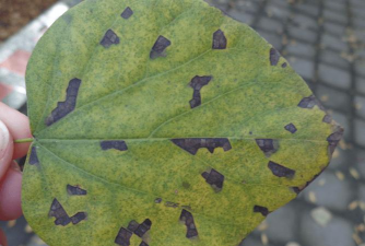 紫荆树害虫防治,常见问题解析,实用应对方法 紫荆树害虫防治,常见问题解析,实用应对方法