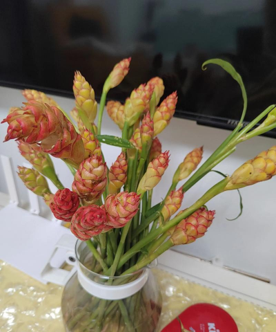 花明兔怎么养，新手入门指南，轻松上手技巧