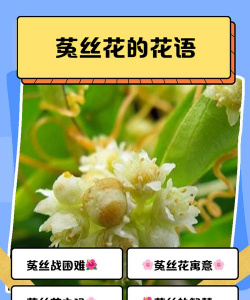 花明兔怎么养，新手入门指南，轻松上手技巧