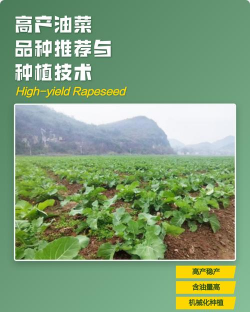 花明兔怎么养，新手入门指南，轻松上手技巧